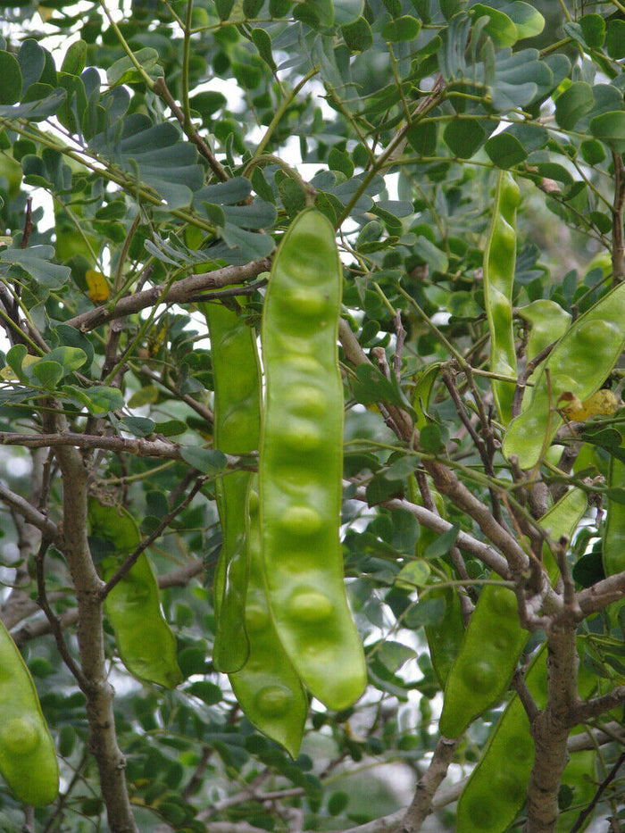 Woman's Tongue   10 Seeds   Albizia lebbeck