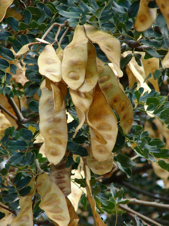 Woman's Tongue   10 Seeds   Albizia lebbeck