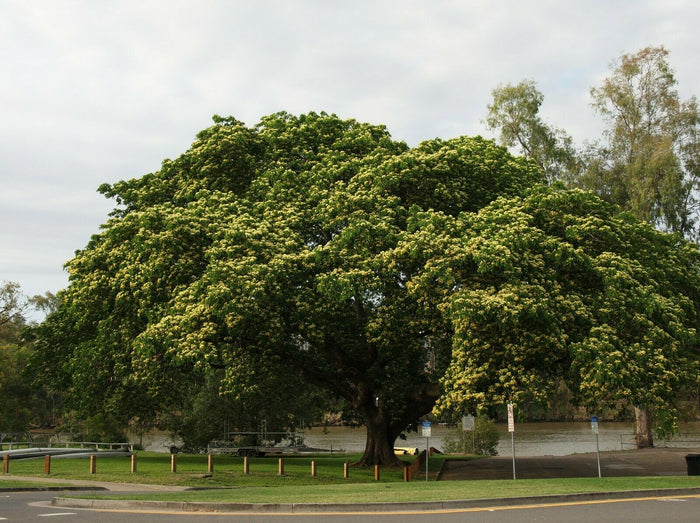 Woman's Tongue   10 Seeds   Albizia lebbeck