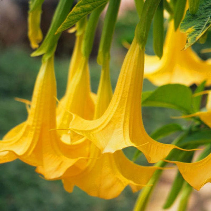 Yellow Angel's Trumpet  10 Seeds  Brugmansia suaveolens