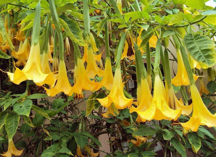 Yellow Angel's Trumpet  10 Seeds  Brugmansia suaveolens