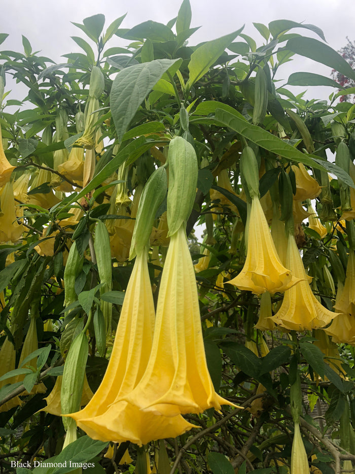 Yellow Angel's Trumpet  10 Seeds  Brugmansia suaveolens