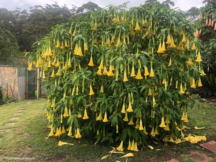 Yellow Angel's Trumpet  10 Seeds  Brugmansia suaveolens