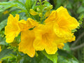 Yellow Bells   100 Seeds   Yellow Elder   Tecoma stans