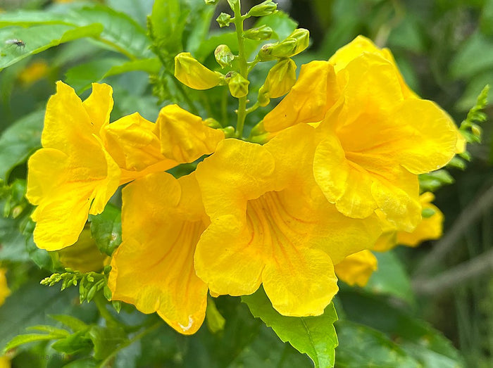 Yellow Bells   100 Seeds   Yellow Elder   Tecoma stans