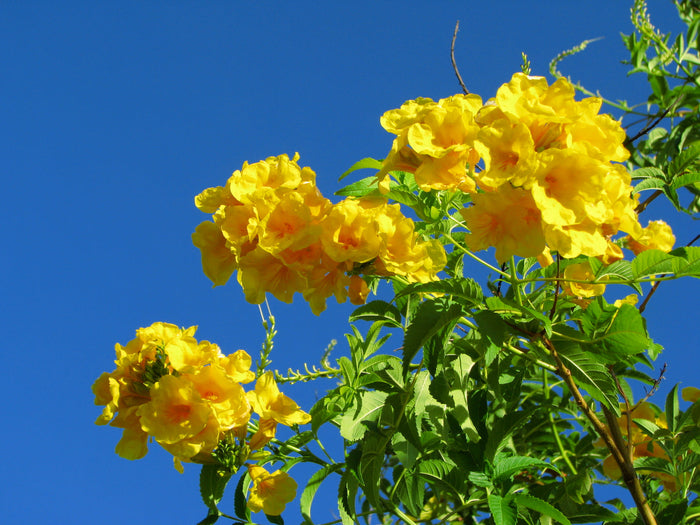 Yellow Bells   100 Seeds   Yellow Elder   Tecoma stans