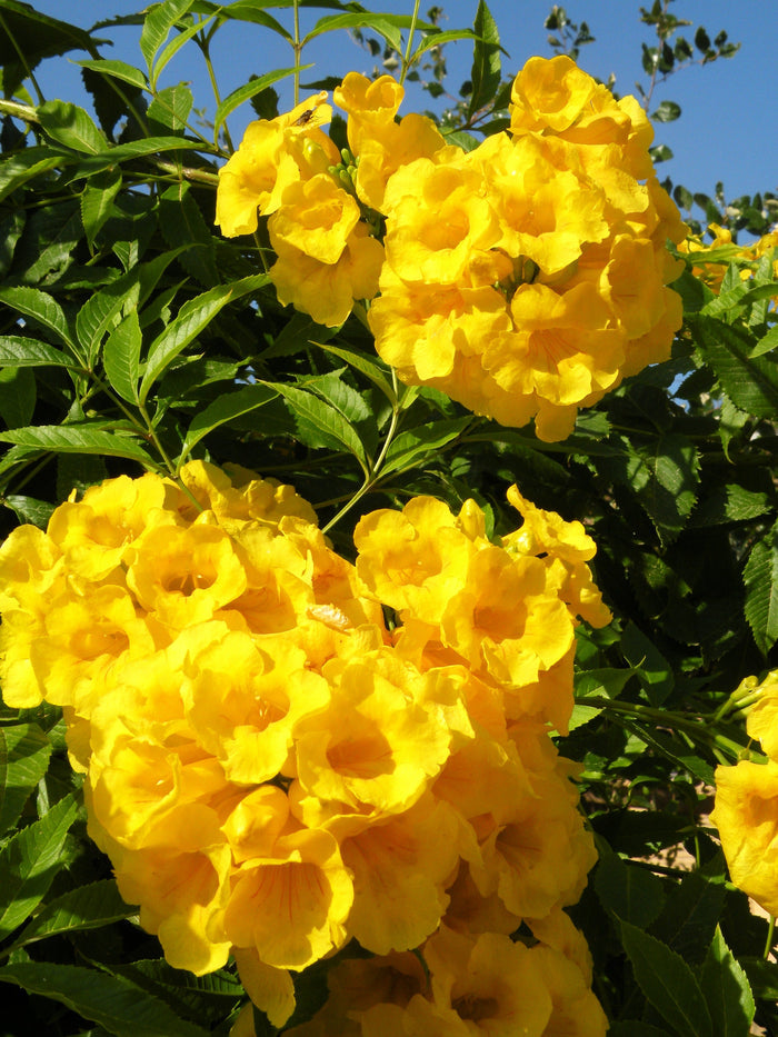 Yellow Bells   100 Seeds   Yellow Elder   Tecoma stans
