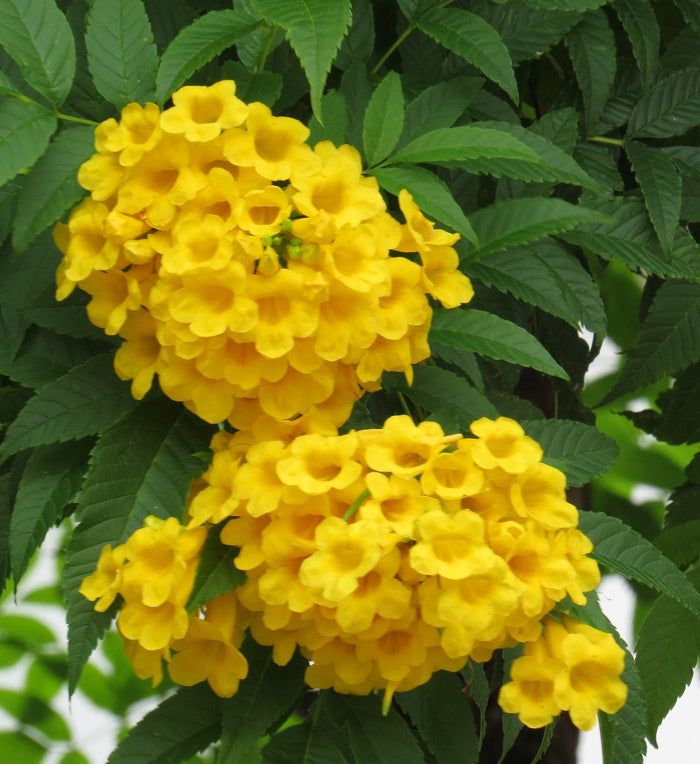Yellow Bells   100 Seeds   Yellow Elder   Tecoma stans
