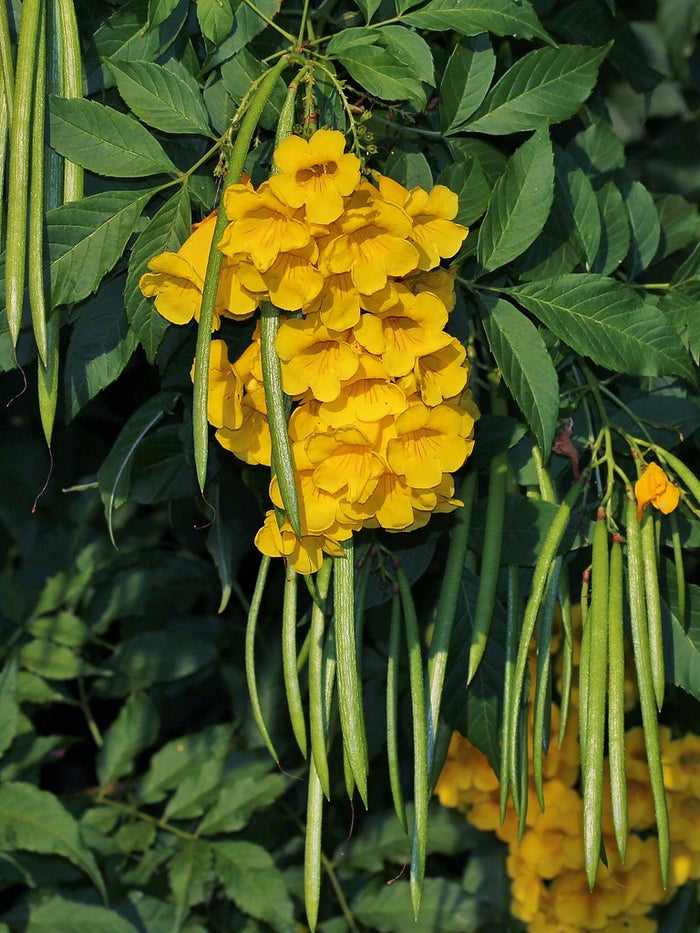 Yellow Bells   100 Seeds   Yellow Elder   Tecoma stans