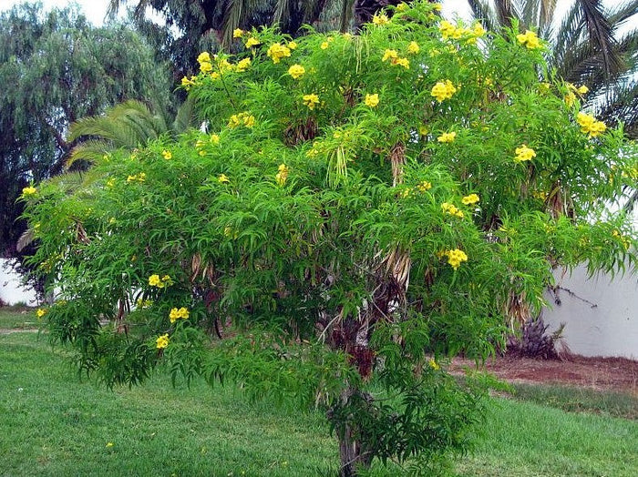 Yellow Bells   100 Seeds   Yellow Elder   Tecoma stans
