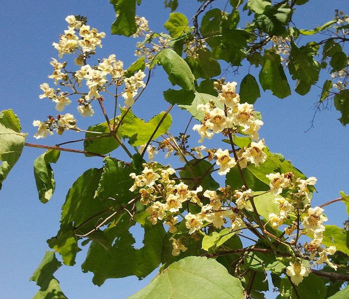 Yellow Catalpa Catalpa ovata 100 Seeds