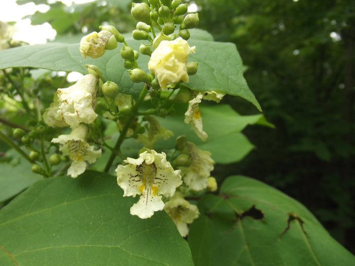 Yellow Catalpa Catalpa ovata 100 Seeds