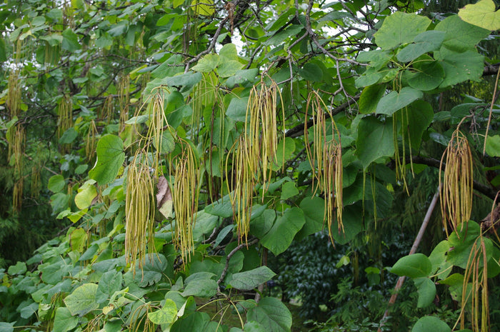 Yellow Catalpa Catalpa ovata 100 Seeds
