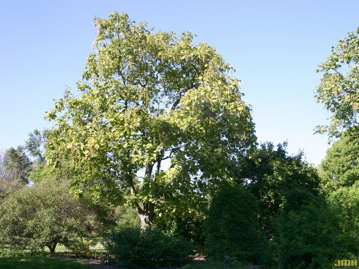 Yellow Catalpa Catalpa ovata 100 Seeds