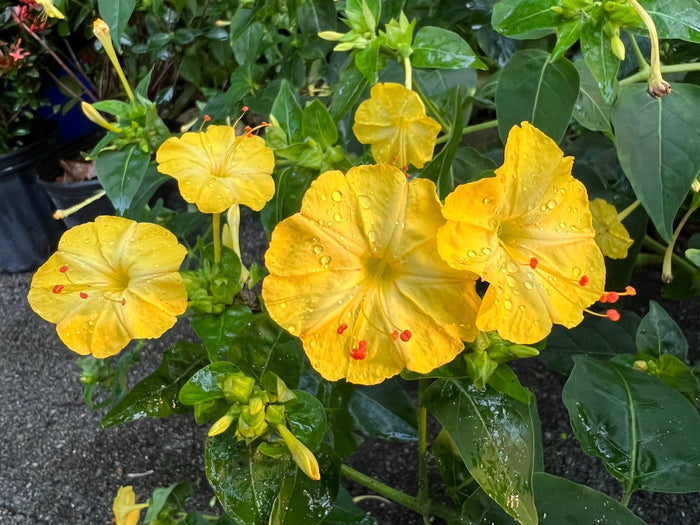 Yellow Four O'clock Mirabilis jalapa 10 Seeds