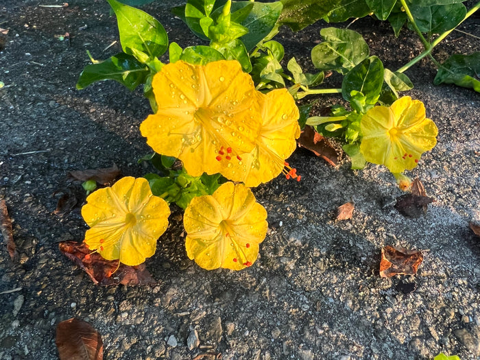Yellow Four O'clock Mirabilis jalapa 10 Seeds