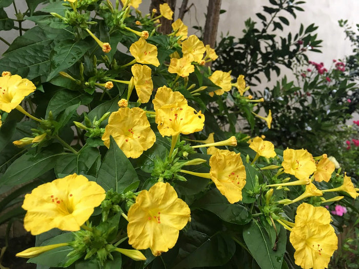 Yellow Four O'clock Mirabilis jalapa 10 Seeds