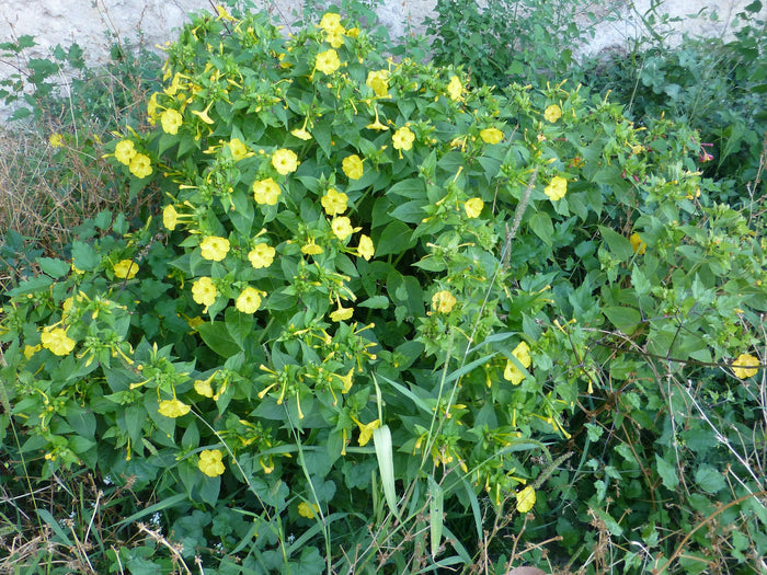 Yellow Four O'clock Mirabilis jalapa 10 Seeds