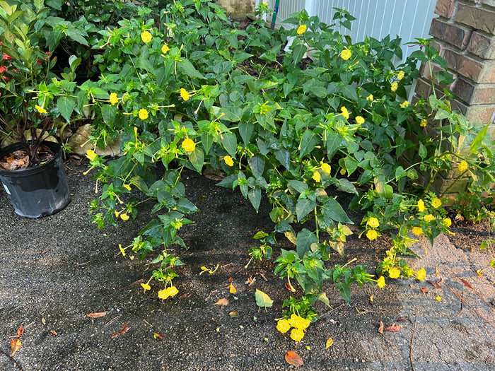 Yellow Four O'clock Mirabilis jalapa 10 Seeds
