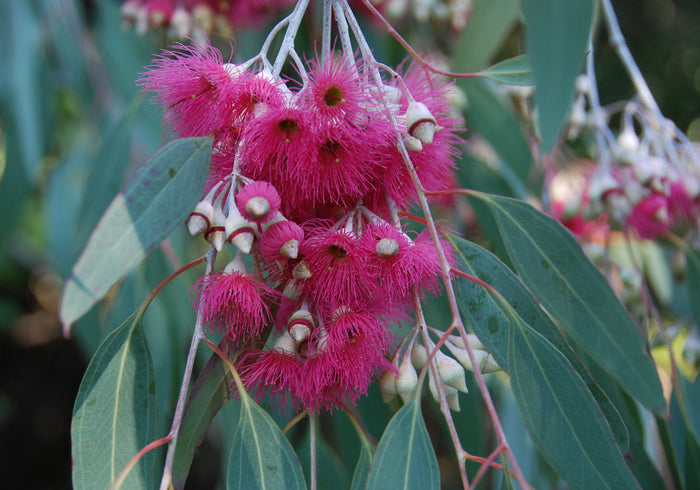 Yellow Gum  150 Seeds  Eucalyptus leucoxylon