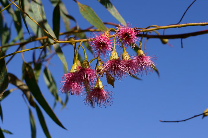Yellow Gum  150 Seeds  Eucalyptus leucoxylon