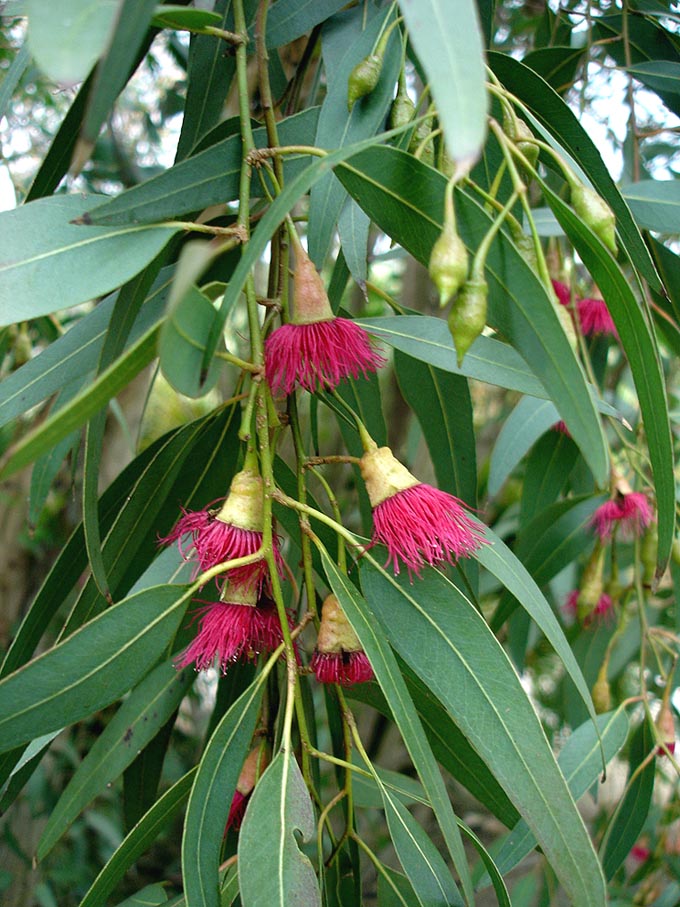 Yellow Gum  150 Seeds  Eucalyptus leucoxylon