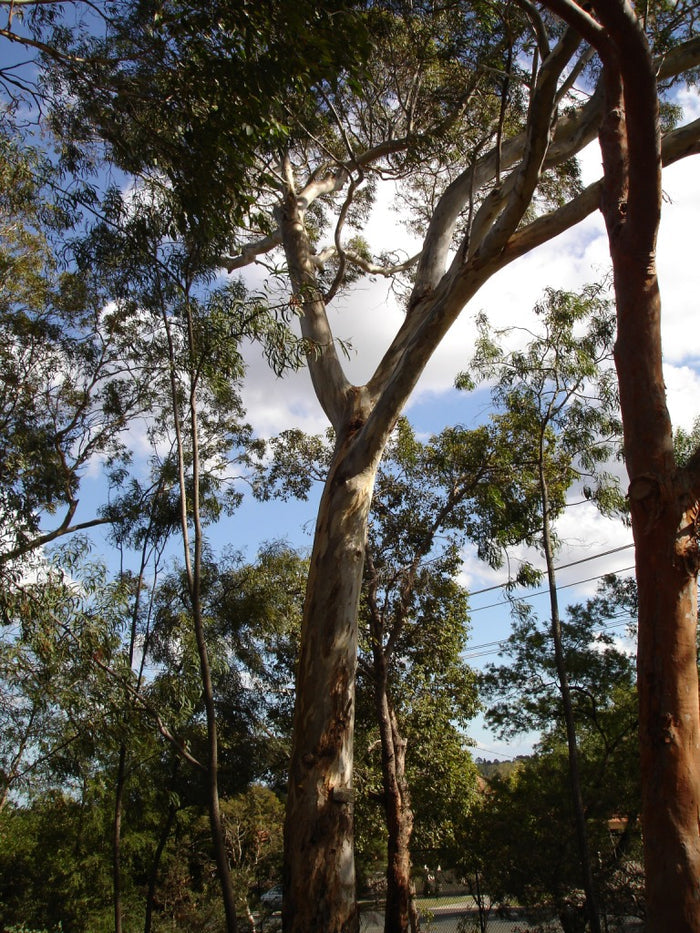 Yellow Gum  150 Seeds  Eucalyptus leucoxylon
