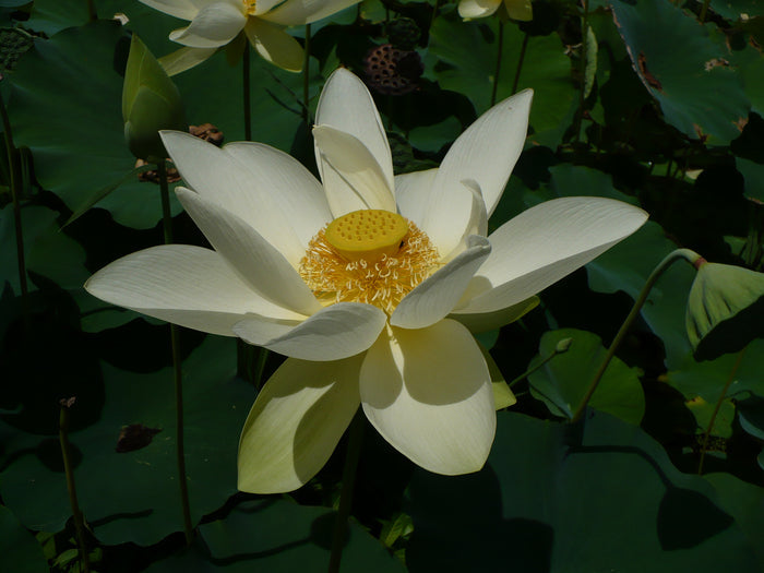 Yellow Lotus  Nelumbo lutea  5 Seeds