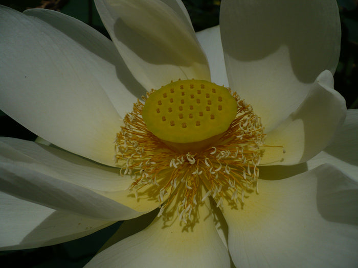Yellow Lotus  Nelumbo lutea  5 Seeds