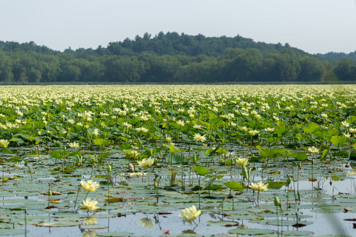 Yellow Lotus  Nelumbo lutea  5 Seeds