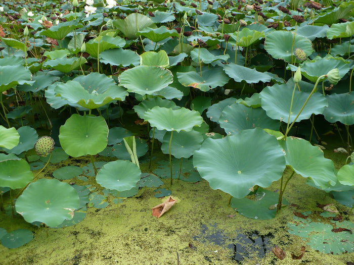 Yellow Lotus  Nelumbo lutea  5 Seeds