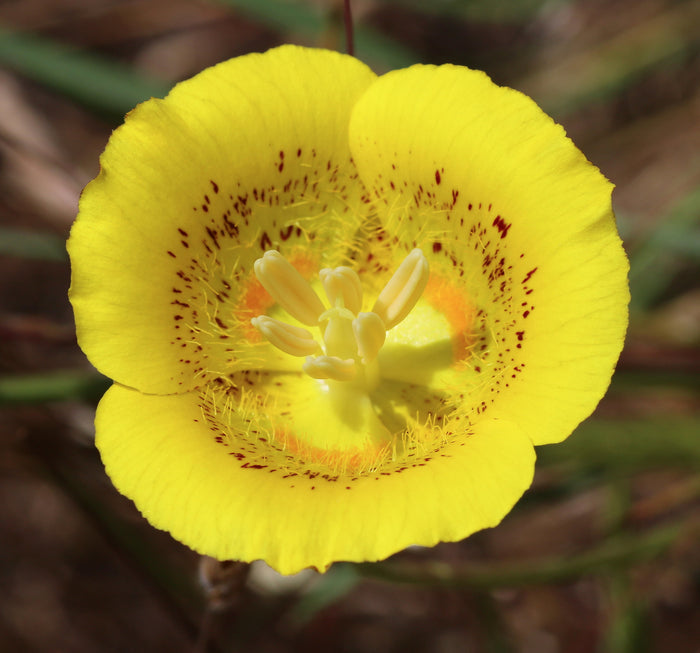 Yellow Mariposa Lily   10 Seeds   Calochortus luteus