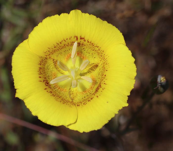 Yellow Mariposa Lily   10 Seeds   Calochortus luteus