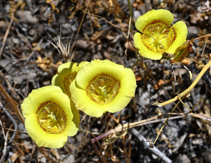 Yellow Mariposa Lily   10 Seeds   Calochortus luteus