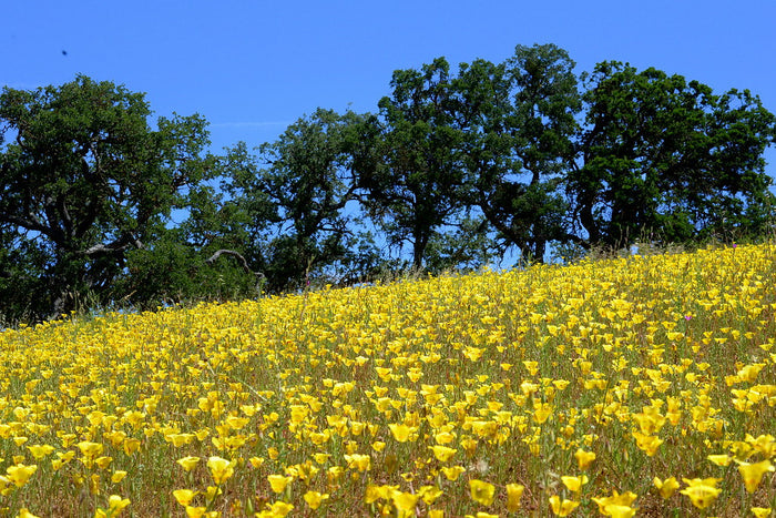 Yellow Mariposa Lily   10 Seeds   Calochortus luteus