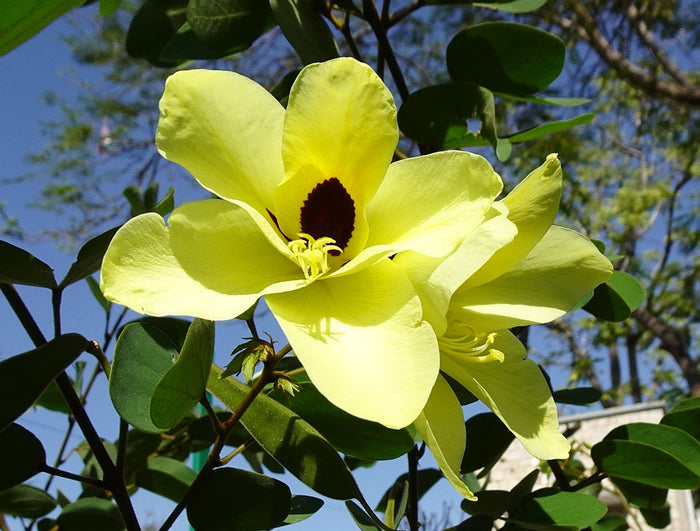 Yellow Orchid Tree 5 Seeds Bauhinia tomentosa