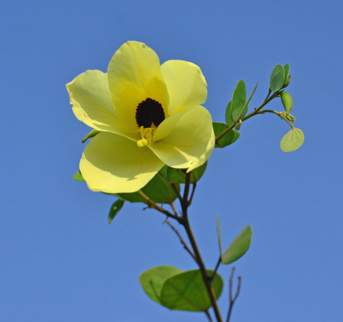 Yellow Orchid Tree 5 Seeds Bauhinia tomentosa