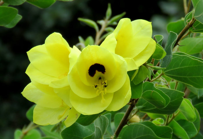 Yellow Orchid Tree 5 Seeds Bauhinia tomentosa