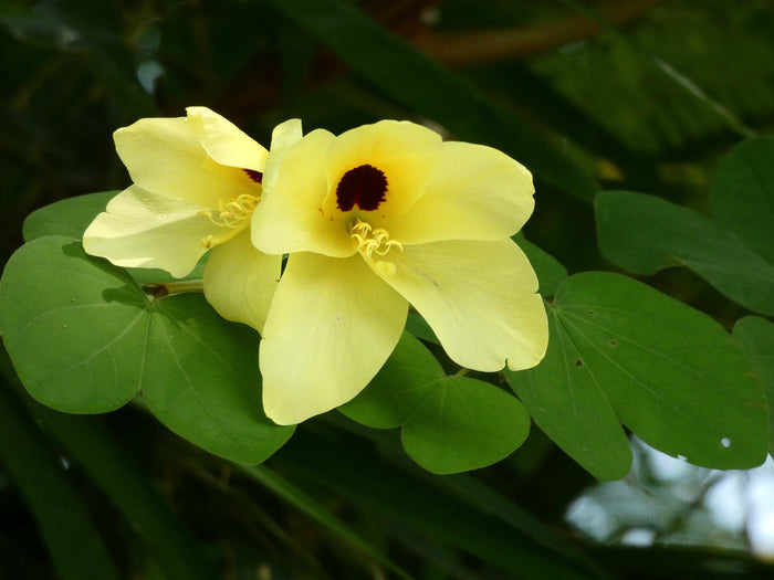 Yellow Orchid Tree 5 Seeds Bauhinia tomentosa