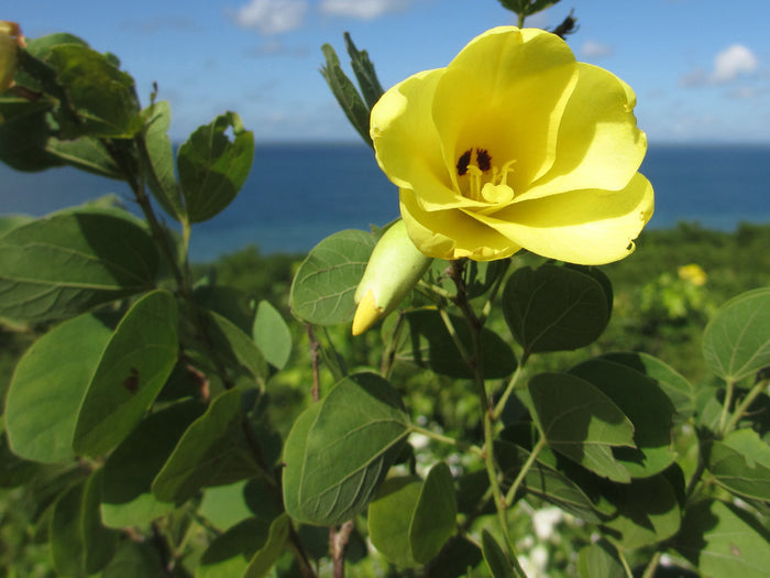 Yellow Orchid Tree 5 Seeds Bauhinia tomentosa