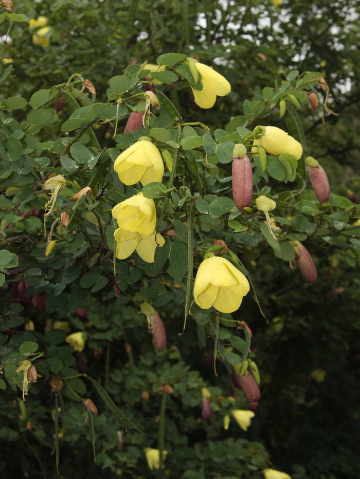 Yellow Orchid Tree 5 Seeds Bauhinia tomentosa