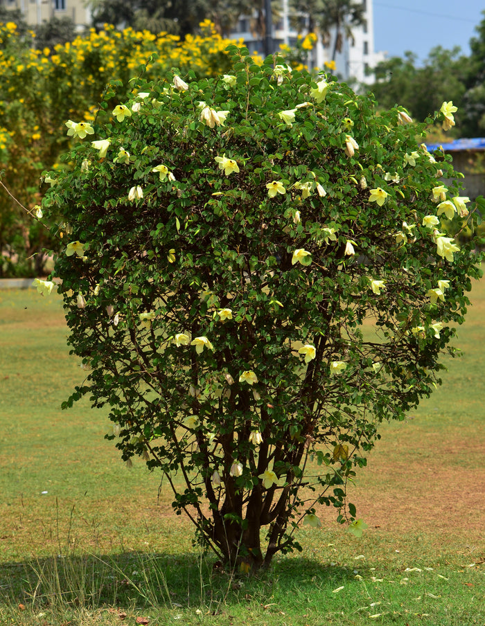 Yellow Orchid Tree 5 Seeds Bauhinia tomentosa