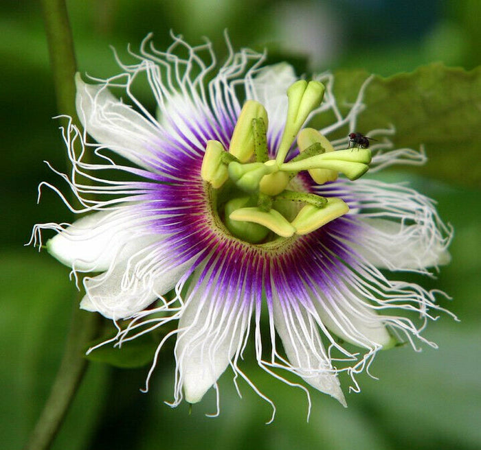 Yellow Passion Fruit   20 Seeds   Granadilla Passiflora edulis