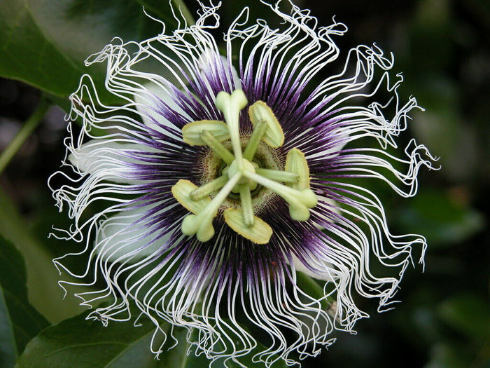 Yellow Passion Fruit   20 Seeds   Granadilla Passiflora edulis
