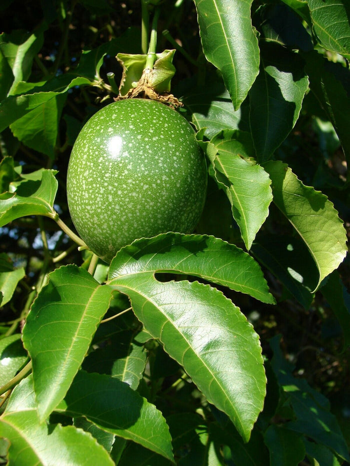Yellow Passion Fruit   20 Seeds   Granadilla Passiflora edulis