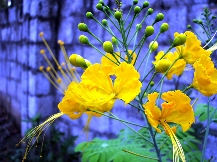 Yellow Pride of Barbados Caesalpinia pulcherrima 10 Seeds