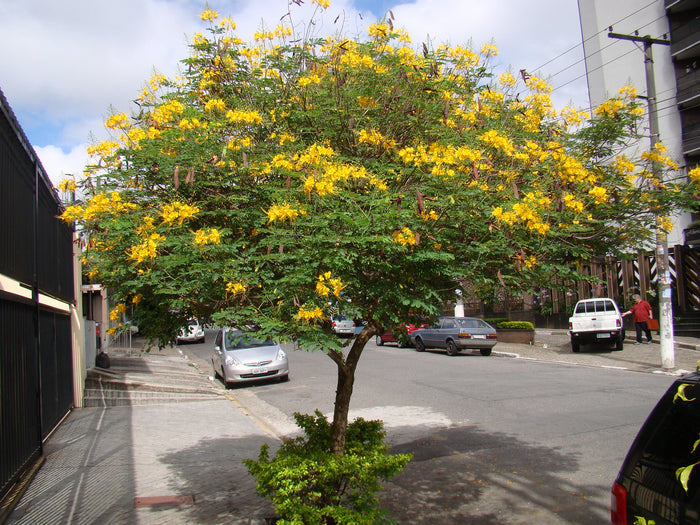 Yellow Pride of Barbados Caesalpinia pulcherrima 10 Seeds