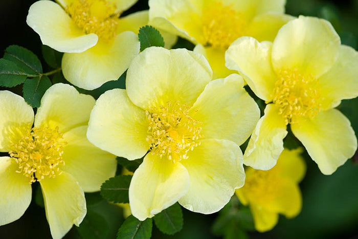 Yellow Rose  20 Seeds  Rosa xanthina