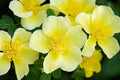 Yellow Rose  20 Seeds  Rosa xanthina