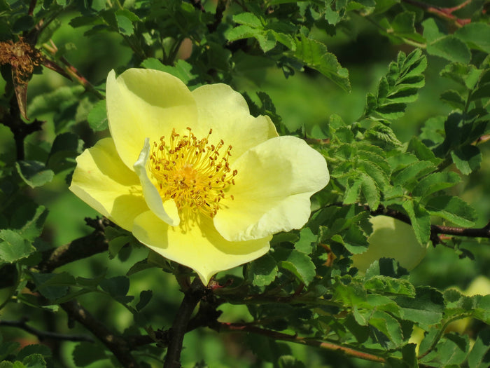 Yellow Rose  20 Seeds  Rosa xanthina
